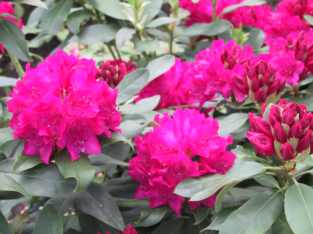 Rhododendron Dr. hc Dresselhuys 02.jpg